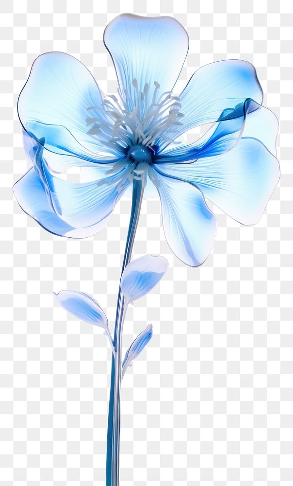 PNG  Blue flower petal plant blue.