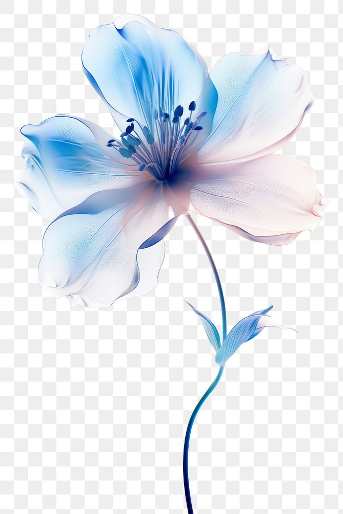 PNG  Blue flower blossom petal plant.