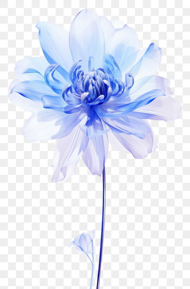 PNG  Blue flower dahlia petal plant.