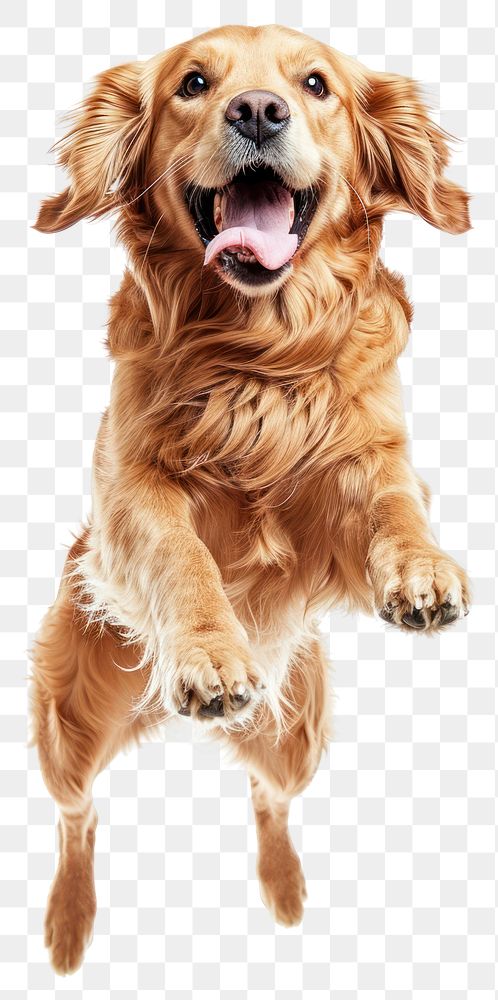 PNG  Happy Golden Retriever jumping retriever mammal animal.