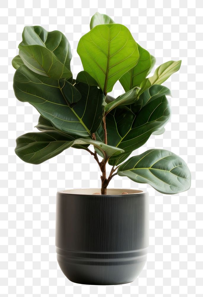 PNG  Potted plant Fiddle Fig bonsai leaf vase.