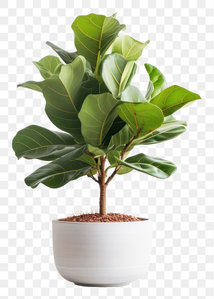 PNG  Potted plant Fiddle Fig bonsai leaf tree.