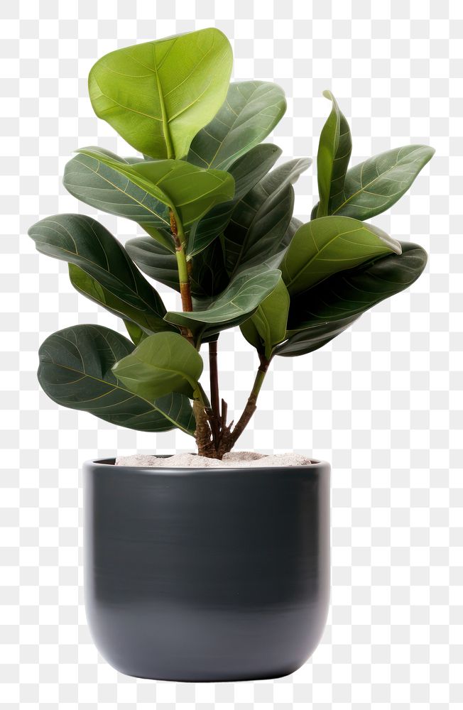 PNG  Potted plant Fiddle Fig leaf white background houseplant.