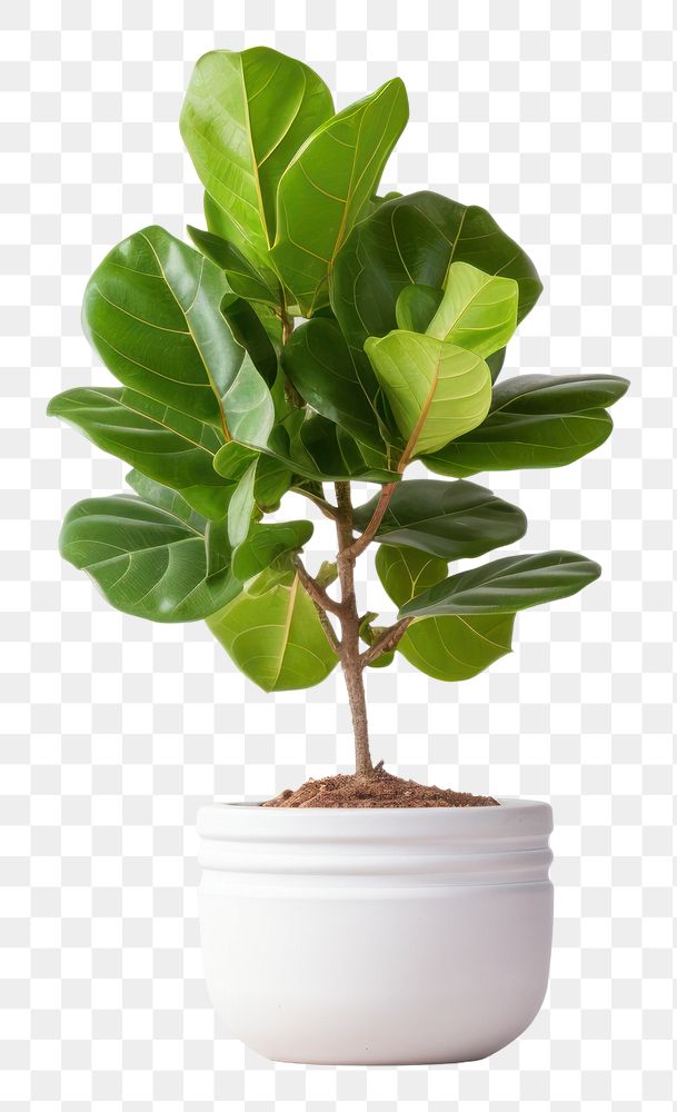 PNG  Potted plant Fiddle Fig bonsai leaf tree.