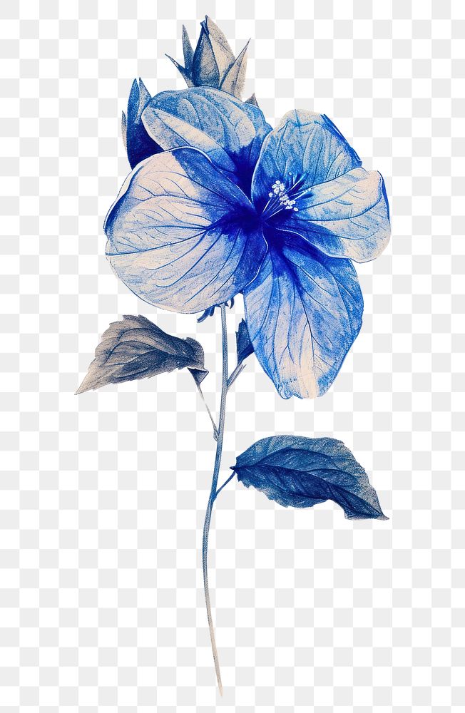 PNG  Blue flower drawing sketch petal.