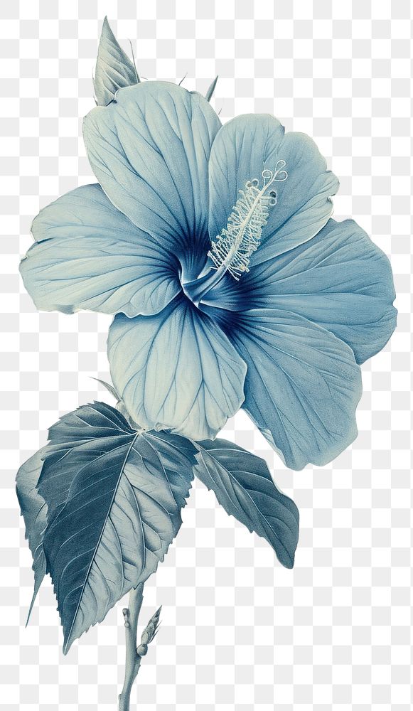 PNG  Blue flower hibiscus drawing sketch.