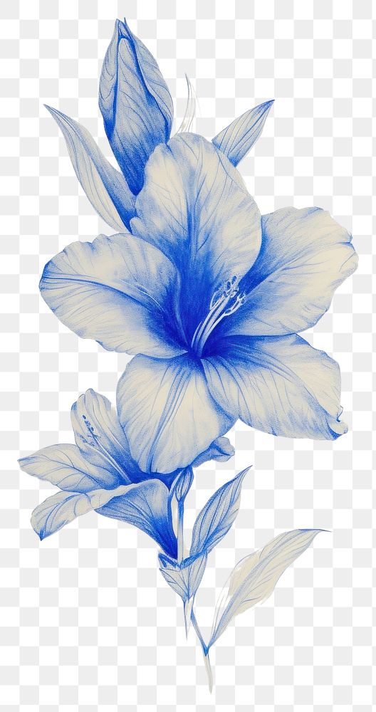 PNG Blue flower drawing sketch plant.