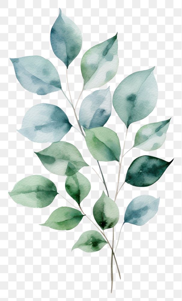 PNG Leaf foliage drawing plant. 