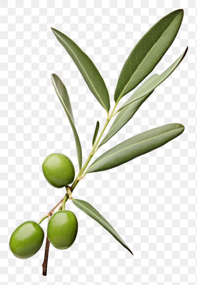 PNG Olive branch plant leaf tree.