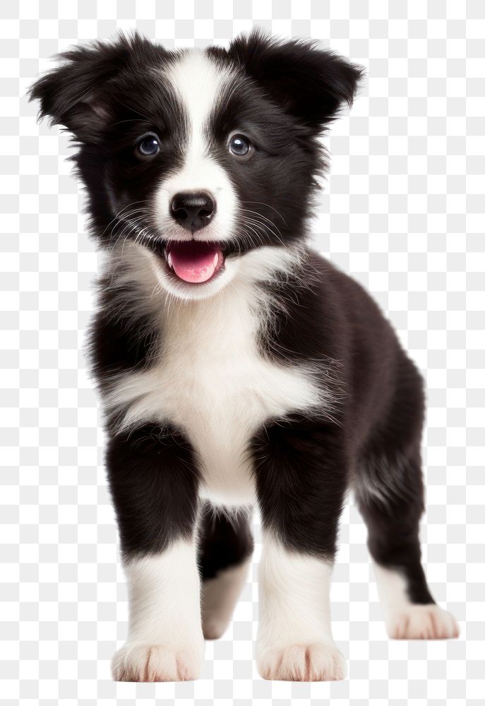 PNG Border Collie puppy mammal animal collie. AI generated Image by rawpixel.