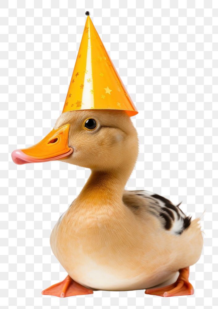 PNG Duck wearing party hat celebration animal bird.