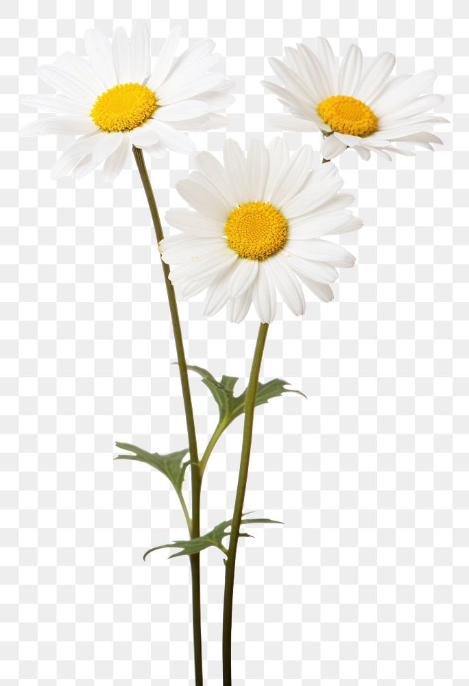 PNG Daisy flowers plant white white background.