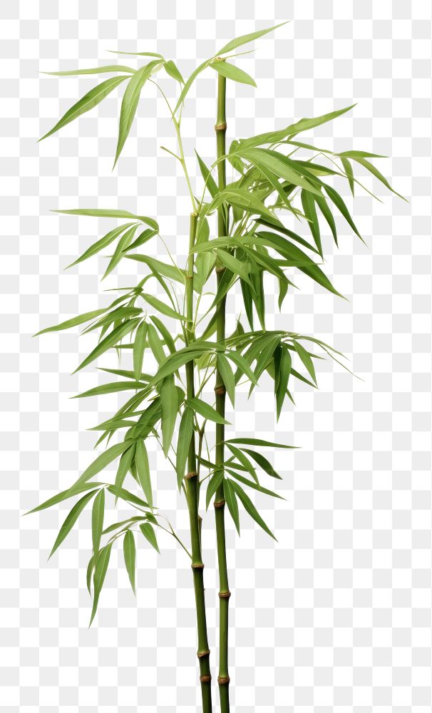 PNG Four bamboo plant white background freshness cannabis