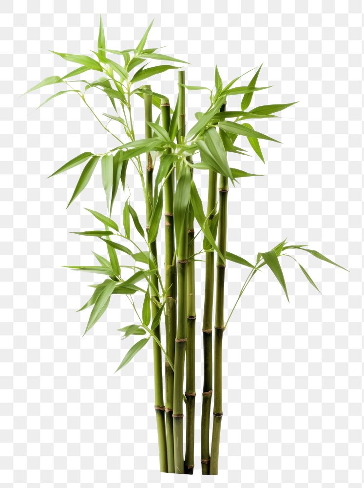 PNG Four bamboo plant white background freshness flowerpot.