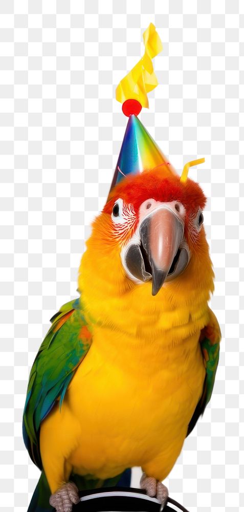 PNG Parrot wearing party hat animal bird beak.