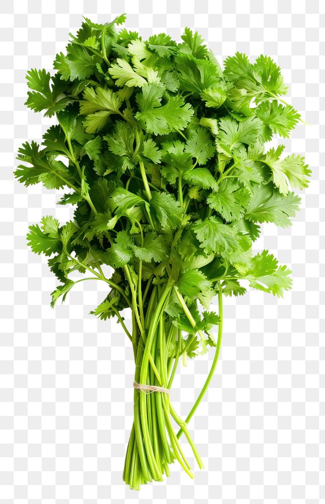PNG Photo of cilantro plant herbs food.