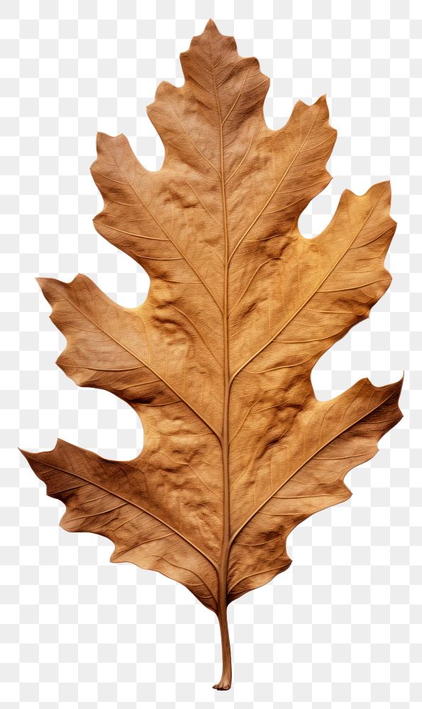 PNG Dried oak leaf plant tree fragility.