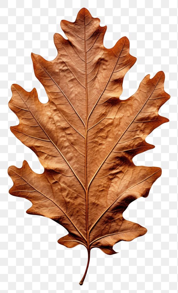 PNG Dried oak leaf plant tree fragility.