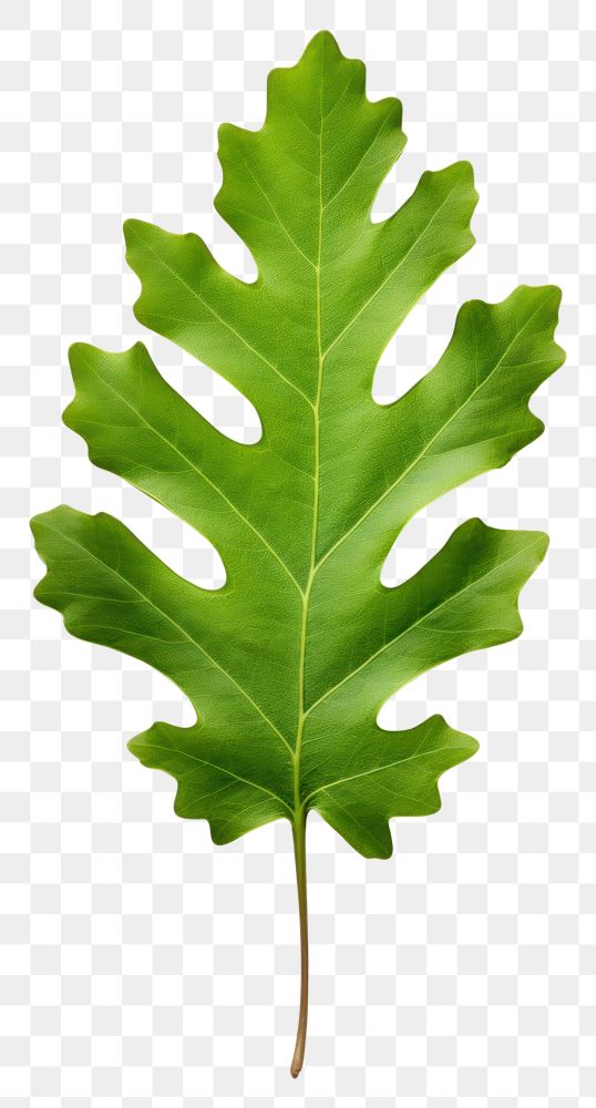 PNG Green oak leaf plant tree produce.