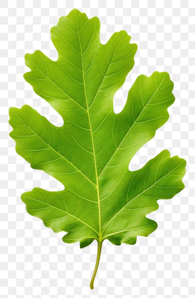 PNG Green oak leaf plant tree freshness.