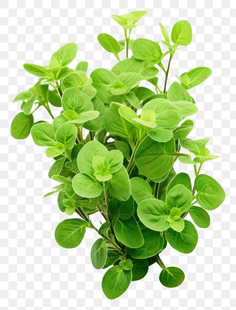 PNG Oregano plant herbs leaf vegetable.