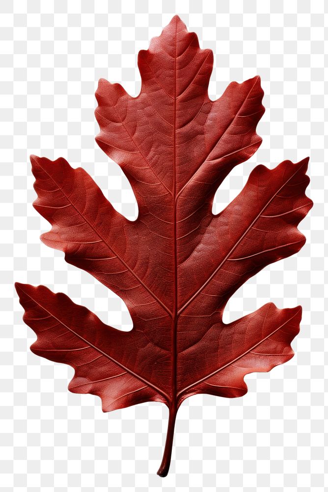 PNG Red oak leaf maple plant tree.