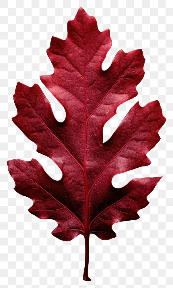PNG Red oak leaf plant tree fragility.