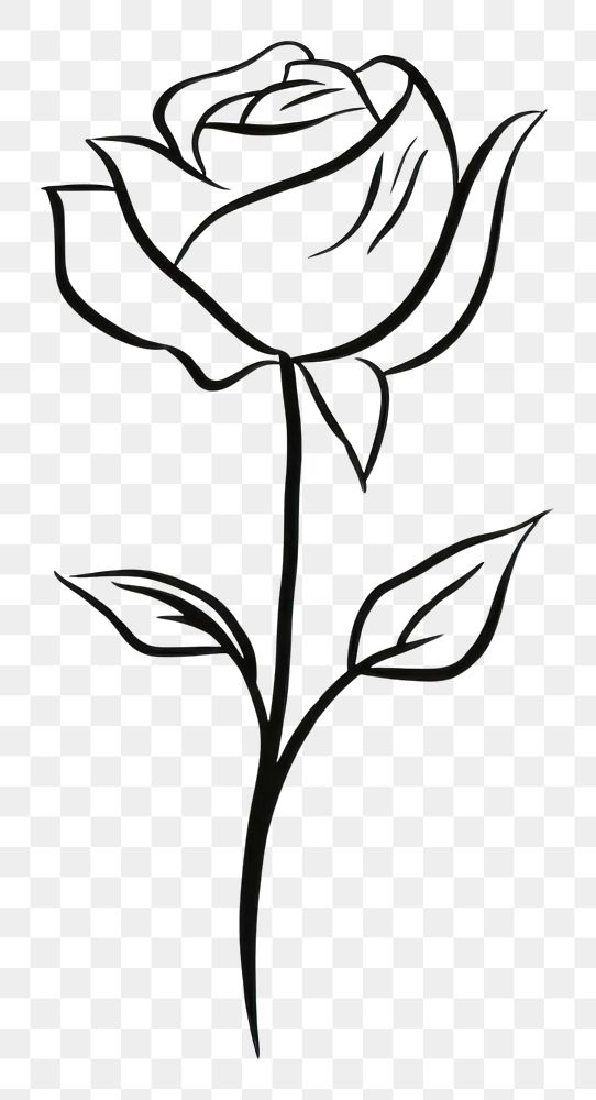 PNG Drawing of a rose flower sketch plant