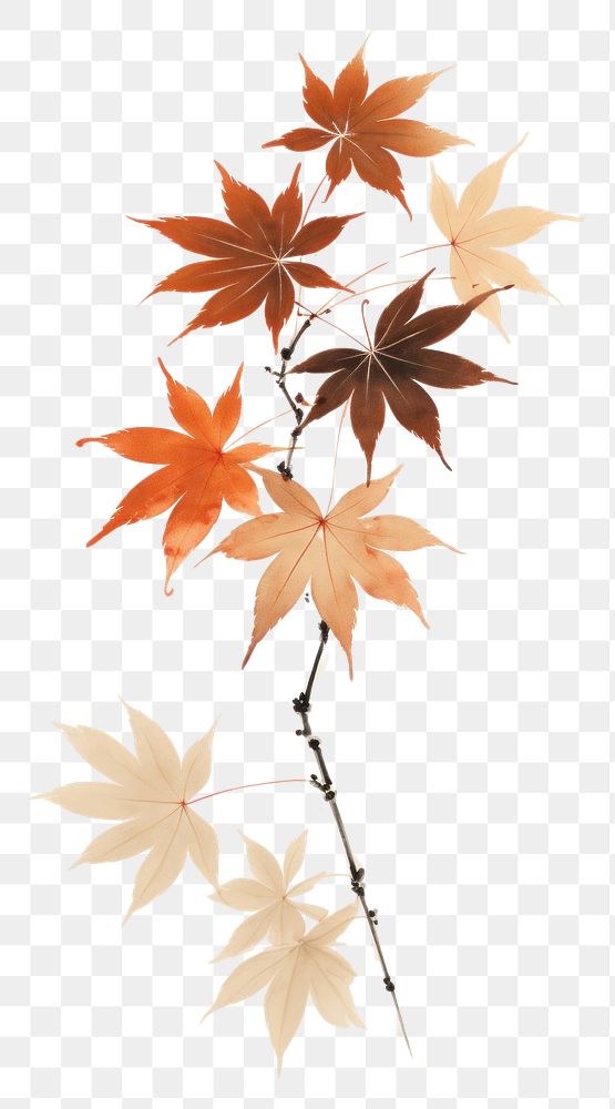 PNG Autumn maple plant leaf.