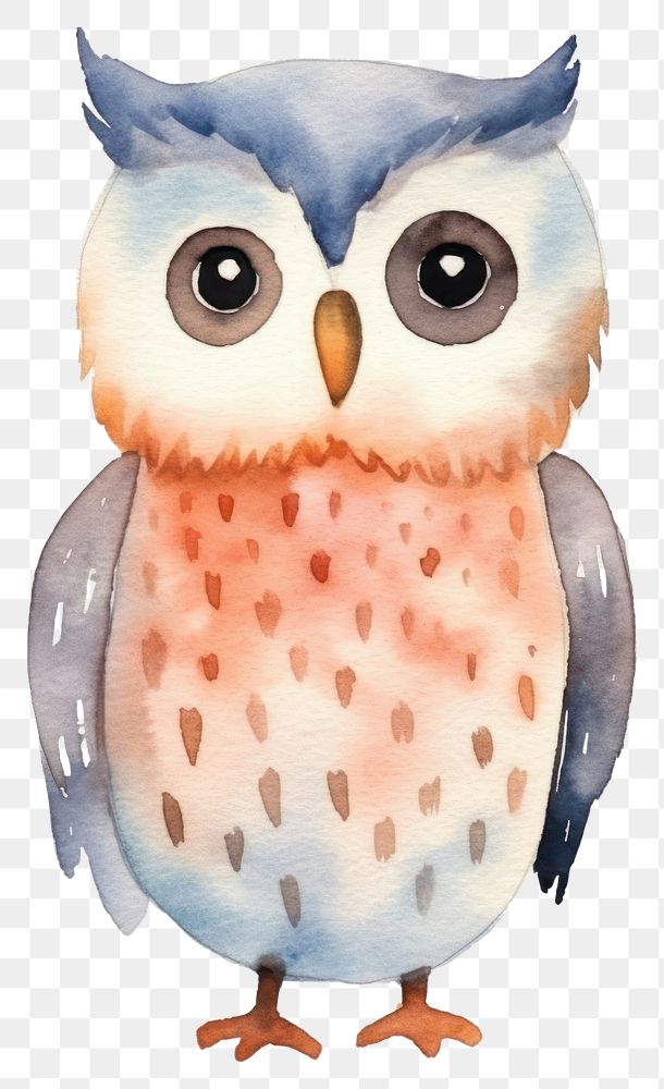 PNG Owl animal bird white background.