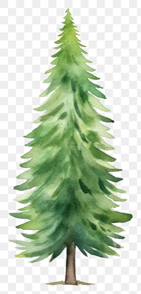 PNG Pine tree christmas plant fir.