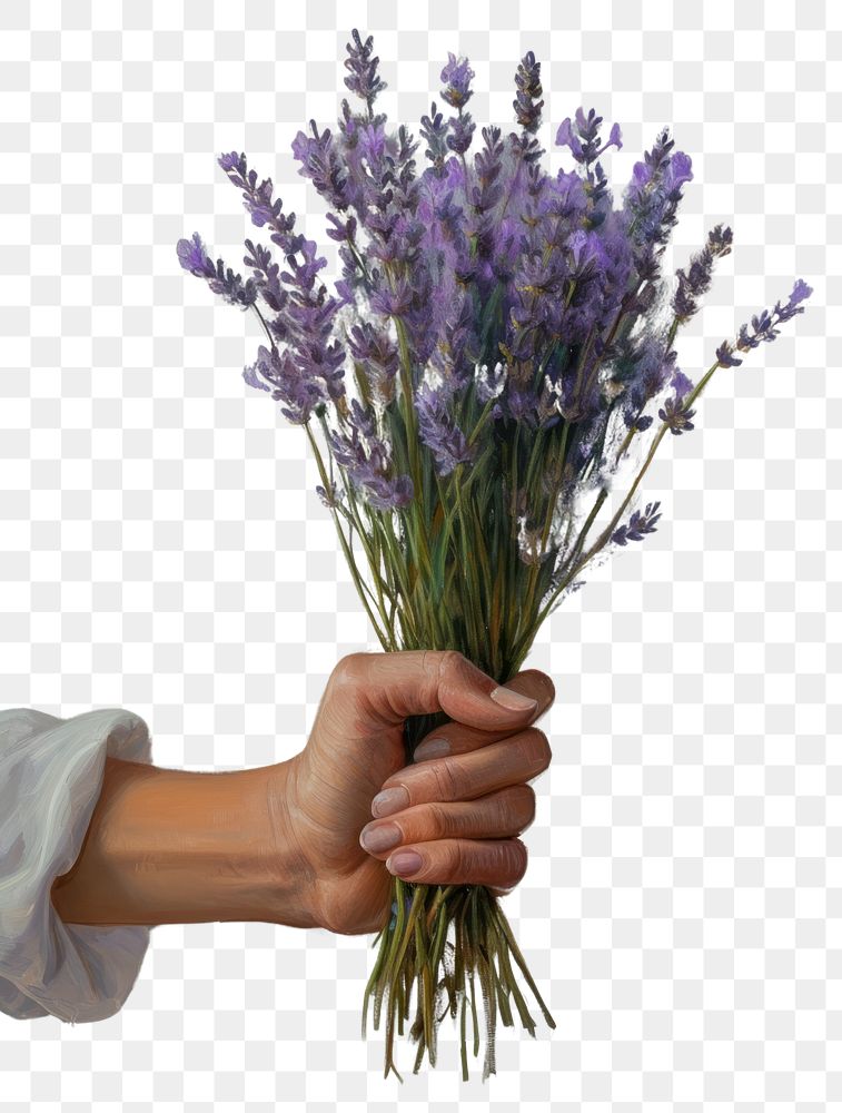 PNG A delicate bouquet of lavenders held delicately in a hand painting flower plant.