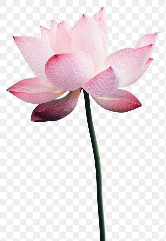 PNG Pink Blossom Lotus blossom.