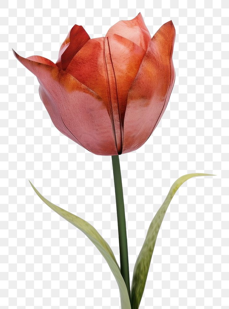 PNG Tulip flower petal plant.