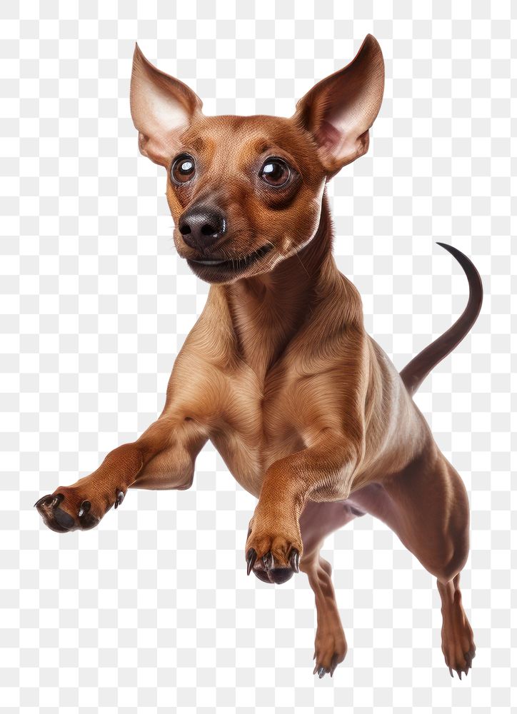 PNG Chihuahua mammal animal pet.
