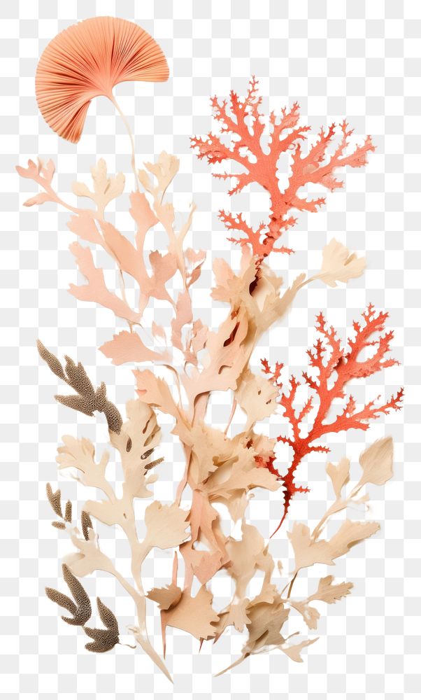 PNG  Real Pressed a coral reef dry leaf plant red.