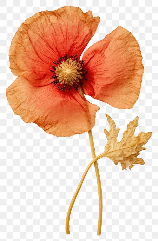 PNG  Real Pressed a califonia poppy flower petal plant.