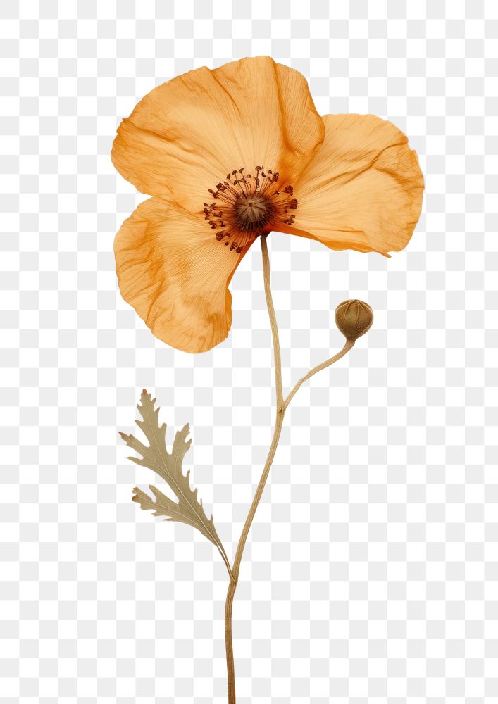 PNG  Real Pressed a califonia poppy flower petal plant.