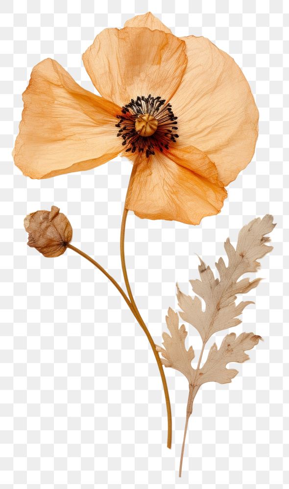 PNG  Real Pressed a califonia poppy flower leaf plant.