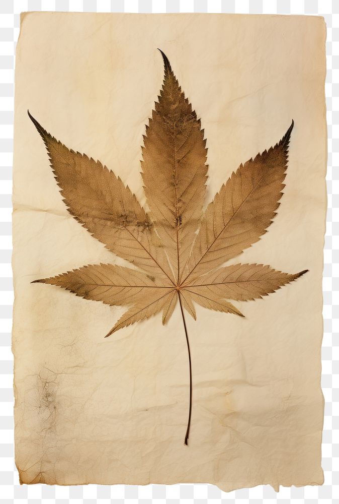 PNG  Real Pressed a cannabis leaf plant paper tree.