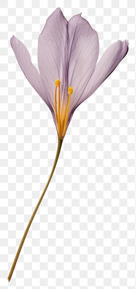 PNG  Real Pressed a crocus flower petal plant.