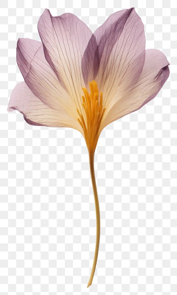 PNG  Real Pressed a crocus flower petal plant.