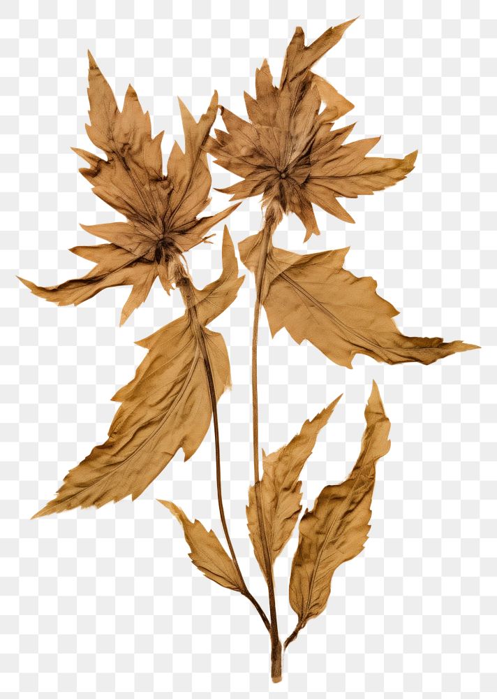 PNG  Real Pressed a acanthus leaves leaf plant art.