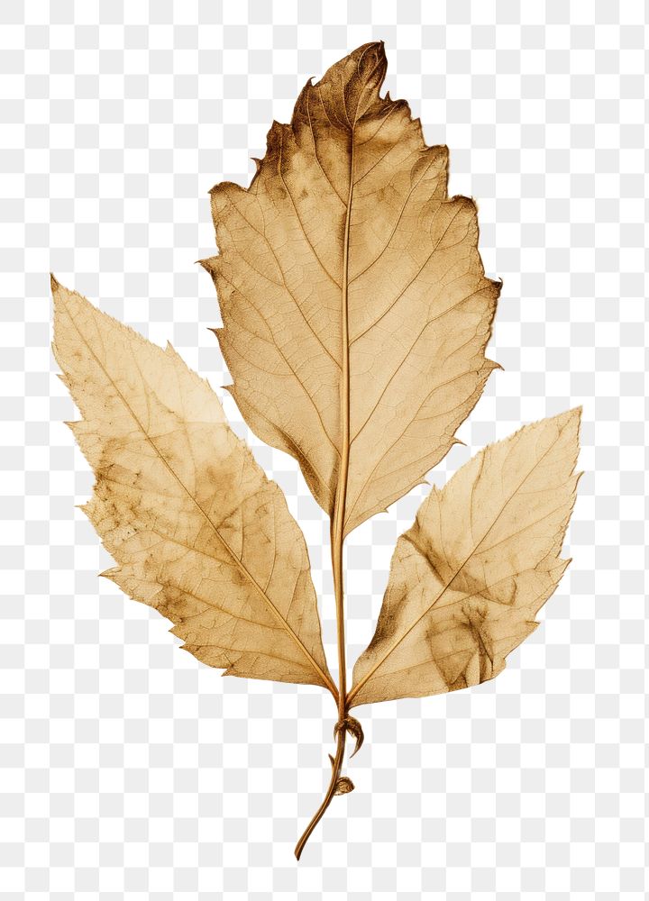 PNG  Real Pressed a acanthus leaves leaf drawing sketch.