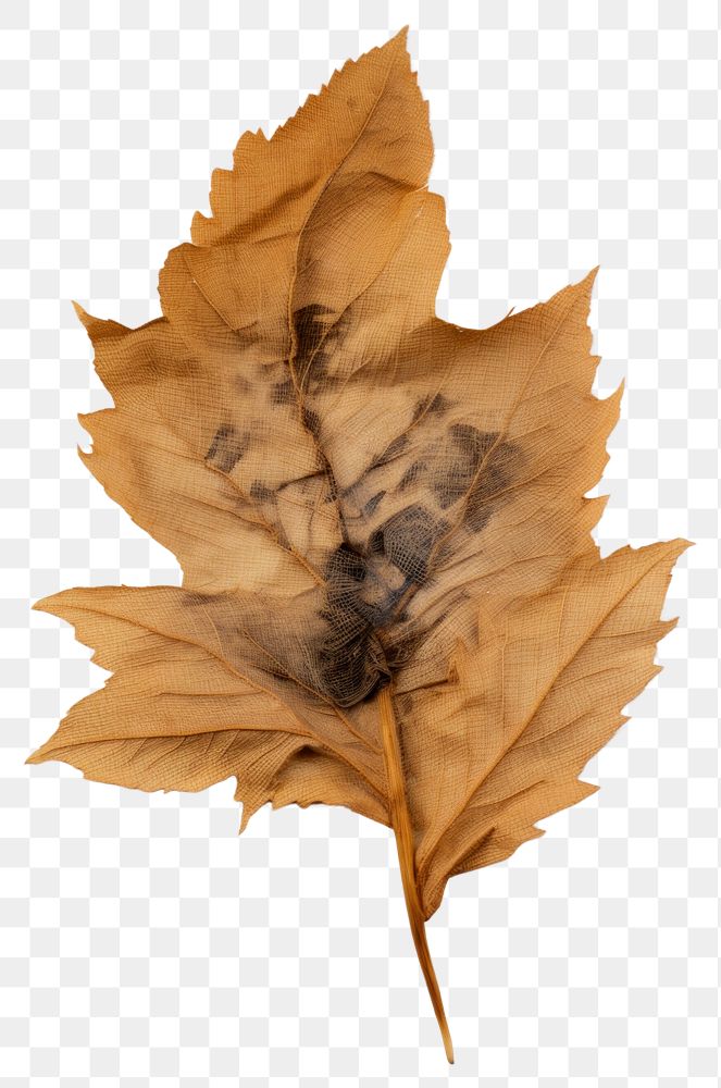 PNG  Real Pressed a acanthus leaves leaf plant tree.