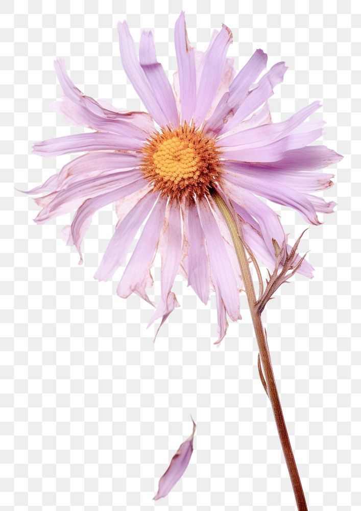 PNG  Real Pressed a aster flower blossom petal.
