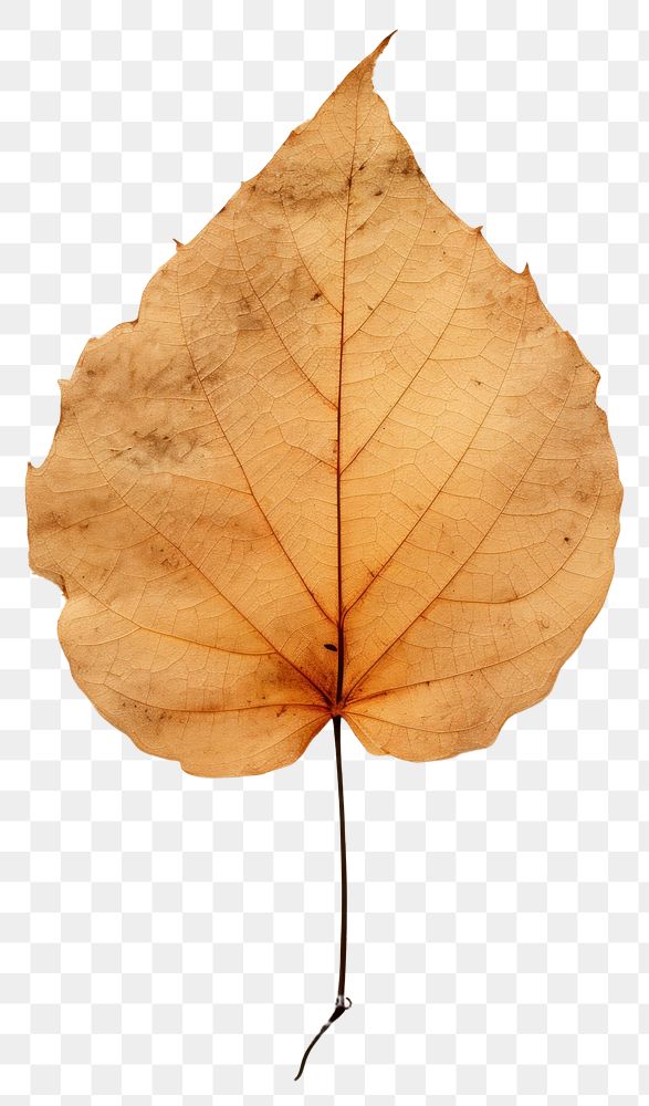 PNG  Real Pressed a aspen leaf plant paper tree.