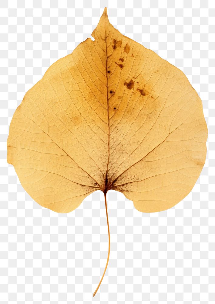 PNG  Real Pressed a aspen leaf plant tree accessories.