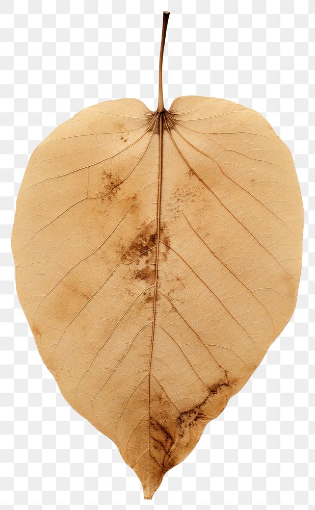 PNG  Real Pressed a aspen leaf nature plant tree.