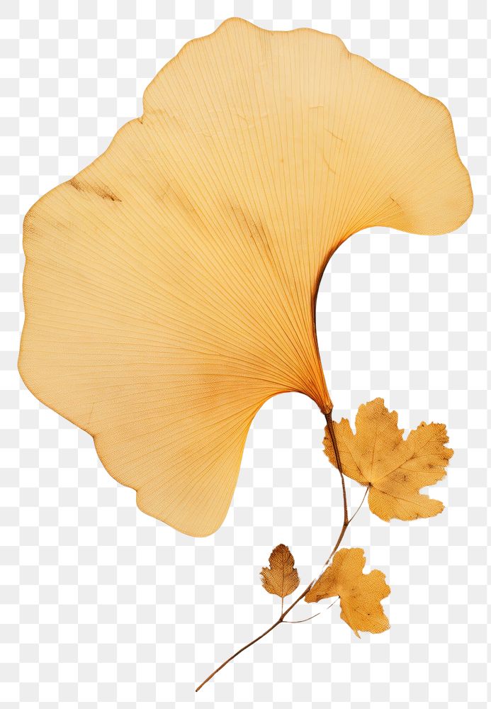 PNG  Real Pressed a ginkgo leaf plant fragility nature.